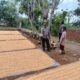Polri Dukung Astacita, Polsek Semanding Polres Tuban Turun Cek Tanaman jagung milik Warga di Desa Jadi