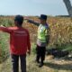 Polri Dukung Astacita, Polsek Rengel Polres Tuban Turun Cek Tanaman Padi Warga di Desa Pekuwon