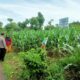 Polri Dukung Astacita, Polsek Semanding Polres Tuban Turun Cek Tanaman jagung milik Warga di Desa Semanding
