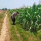 Kanit Binmas Polsek Tuban Monitoring Lahan Jagung di Desa Kembangbilo sebagai Wujud Dukungan Ketahanan Pangan