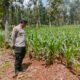 Polsek Montong Polres Tuban Turun Cek Tanaman jagung Warga di Desa Manjung