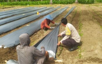 Polri Turun Tangan Dorong Ketahanan Pangan di Sekotong