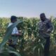 Anggota Bhabinkamtibmas Polsek Jenu Polres Tuban Turun ke Ladang, sambang lahan pertanian.