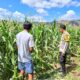 PANTAU LAHAN JAGUNG WARGA, DORONG PEMANFAATAN PEKARANGAN UNTUK PERKUAT KETAHANAN PANGAN