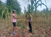 Polri Dukung Astacita, Polsek Palang Polres Tuban Turun Cek Tanaman jagung milik Warga di Desa Dawung