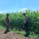Bhabinkamtibmas Polsek Kempo Dampingi Petani Jagung, Dukung Ketahanan Pangan Nasional Menuju Indonesia Emas