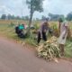 Polri Dukung Astacita, Polsek Palang Polres Tuban jagung milik Warga di Desa Tegalbang