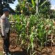 Polri Dukung Astacita, Polsek Merakurak Polres Tuban Turun Cek Tanaman Jagung Warga di Desa Temandang