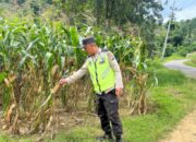 MONITORING DAN PENDAMPINGAN LAHAN PERTANIAN DI KECAMATAN BANGILAN