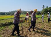 Perkuat Ketahanan Pangan, Brigpol Dian Wahono Bersama Warga Ngujuran Tanam Jagung Bersama