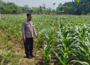 Polri Dukung Astacita, Polsek Merakurak Polres Tuban Turun Cek Tanaman Jagung Warga di Desa Tahulu