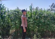 Polsek Singgahan Polres Tuban Turun Cek Tanaman jagung Warga di Desa Mulyorejo
