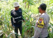 Bhabinkamtibmas Polsek Tuban Monitoring Lahan Jagung, Wujud Nyata Dukung Ketahanan Pangan Nasional