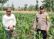 Polri Dukung Astacita, Polsek Rengel Polres Tuban Turun Cek Tanaman Jagung Warga di Desa Maibit