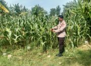 Polri Dukung Astacita, Polsek Jenu Polres Tuban jagung milik Warga di Desa Socorejo