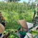 Petani Dusun Jogot Dimotivasi Bhabinkamtibmas Optimalkan Sawah