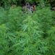 Polres Loteng Ungkap Peredaran Narkotika Golongan 1 Tanaman Jenis Ganja