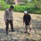 Bhabinkamtibmas Desa Embung Kandong Cek Perkembangan Tanaman Jagung Milik Warga di Dusun Tinggi