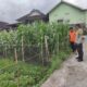 Bhabinkamtibmas Desa Paokmotong Monitoring Program Ketahanan Pangan, Dukung Swasembada Pangan Pemerintah