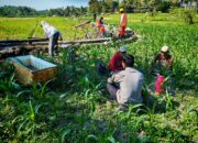 Bhabinkamtibmas Desa Embung Kandong Jalin Silaturahmi dengan Petani, Sampaikan Himbauan Kamtibmas