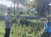 Bhabinkamtibmas Labuapi Edukasi Petani Jagung Antisipasi Hama