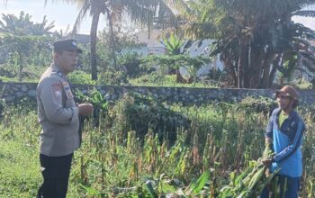 Bhabinkamtibmas Labuapi Edukasi Petani Jagung Antisipasi Hama