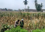 Bhabinkamtibmas Gerung Kawal Ketahanan Pangan di Desa Taman Ayu