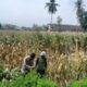 Bhabinkamtibmas Gerung Kawal Ketahanan Pangan di Desa Taman Ayu