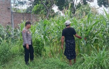 Cara Polsek Labuapi Jaga Stabilitas Pangan di Lombok Barat