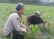 Perkuat Ketahanan Pangan Nasional, Polsek Batulayar Bergerak Pendampingan Lahan Produktif