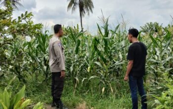 Strategi Bhabinkamtibmas Labuapi Jaga Ketahanan Pangan Lewat Sektor Jagung