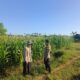 Dukung Ketahanan Pangan Nasional, Bhabinkamtibmas Desa Lekong Sambangi Petani Jagung