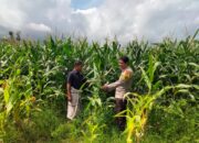 Bhabinkamtibmas Polsek Hu’u Pantau Lahan Jagung Warga, Dorong Pemanfaatan Pekarangan untuk Tingkatkan Kesejahteraan Petani