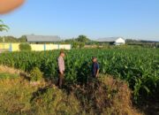 Dampingi Petani Jagung di Desa Tarusa, Bhabinkamtibmas Motivasi Warga Sukseskan Ketahanan Pangan