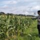 Polsek Labuapi Turun ke Sawah Dampingi Petani Wujudkan Ketahanan Pangan di Lombok Barat