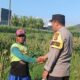 Kunci Sukses Panen Jagung Melimpah: Simak Dialog Edukatif Bhabinkamtibmas dan Petani untuk Ketahanan Pangan Nasional