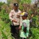 Optimalkan Pekarangan Rumah, Polsek Labuapi Pendampingan Petani Lokal dan Warga Binaan