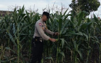 Ubah Pekarangan Jadi Lahan Produktif, Cara Polsek Labuapi Perkuat Ekonomi Warga