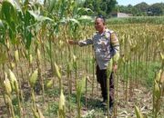 Wujudkan Kemandirian Pangan Perdesaan, Langkah Nyata Polsek Labuapi Dampingi Sektor Produktif Warga