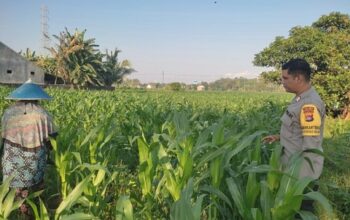 Sinergi Polri dan Petani di Lombok Barat: Optimalkan Pekarangan Rumah demi Ketahanan Pangan