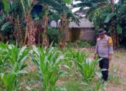 Wujudkan Ketahanan Pangan Desa, Polsek Labuapi Pererat Sinergi Bersama Petani Lombok Barat