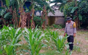 Wujudkan Ketahanan Pangan Desa, Polsek Labuapi Pererat Sinergi Bersama Petani Lombok Barat