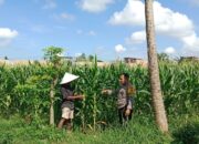 Dukung Swasembada Pangan, Polsek Labuapi Turun Langsung Mendampingi Petani di Lombok Barat