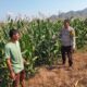 Bhabinkamtibmas Polsek Hu’u Pantau Lahan Jagung Warga, Dukung Program Ketahanan Pangan