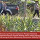 Mendukung Program Ketahanan Pangan, Polsek Widang Patroli Kawasan Lahan Pertanian Jagung