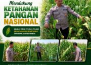 Mendukung Program Ketahanan Pangan Nasional Anggota Polmas Polsek Senori Polresta Tuban Memantau Tanaman Jagung Milik Warga Desa Medalem
