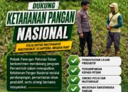 DUKUNG KETAHANAN PANGAN NASIONAL, BHABINKAMTIBMAS DESA PACING POLSEK PARENGAN MELAKSANAKAN PENDAMPINGAN PETANI JAGUNG DI DESA PACING KEC. PARENGAN.