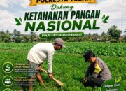 Dukung Astacita, Polsek Palang Polresta Tuban Pantau Langsung Lahan Jagung milik warga Desa Dawung