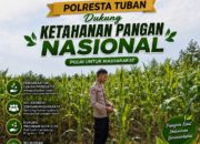 Polsek Singgahan Polresta Tuban Turun Cek Tanaman jagung Warga di Desa Binangun