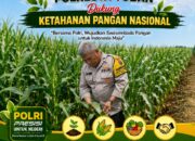 Polisi Polsek jenu Polres Tuban Turun ke Ladang, Dampingi Petani Jagung Dukung Ketahanan Pangan